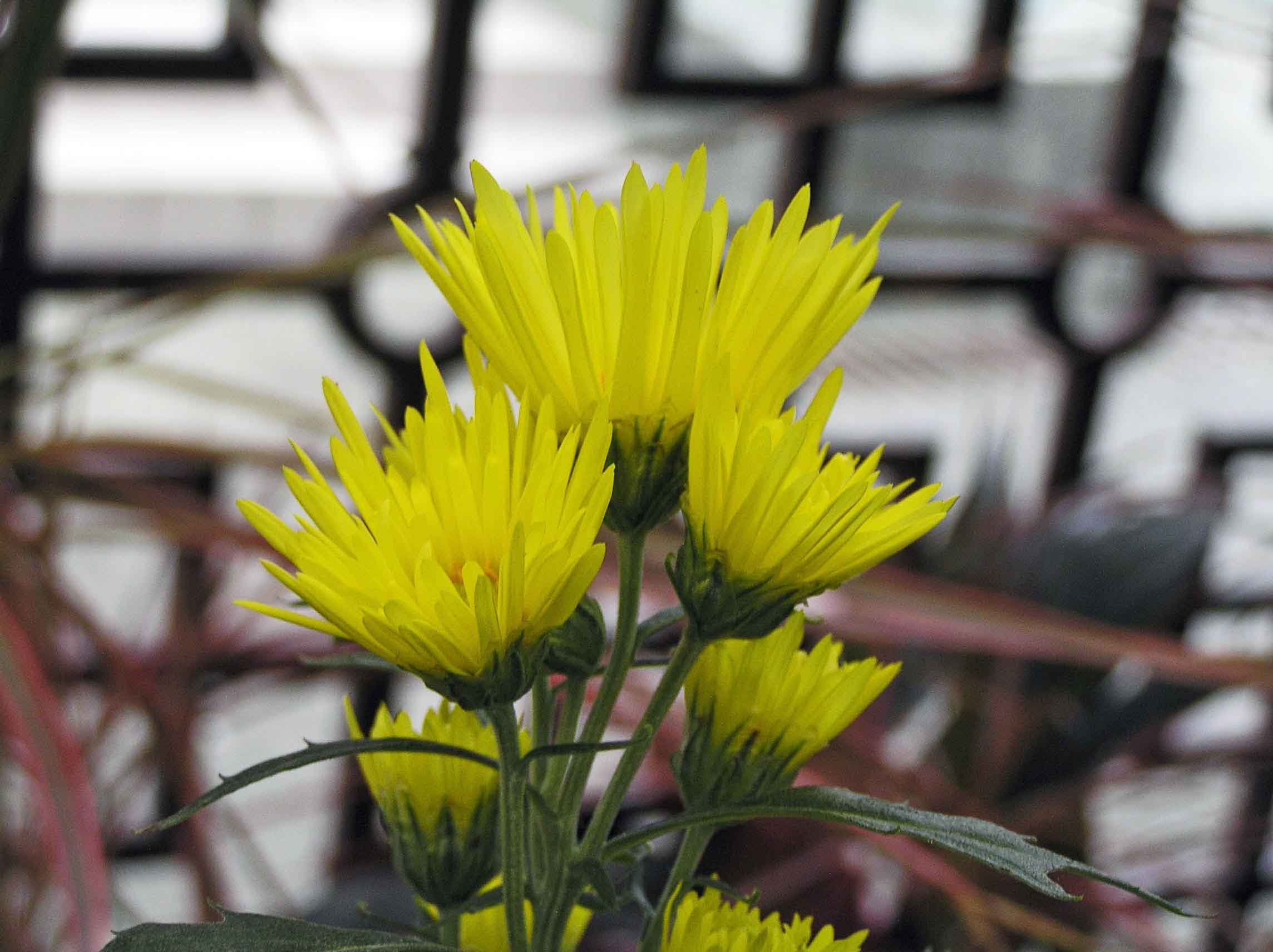 File 日本嵯峨菊 嵯峨之旅 Chrysanthemum Morifolium Saga 台北士林官邸 Taipei Taiwan Jpg Wikimedia Commons