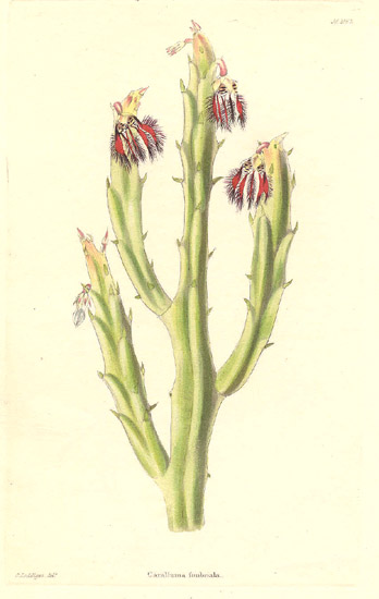 File:18464.Asclepiadaceae - Caralluma fimbriata.jpg