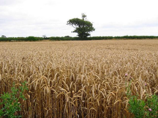 File:A165 - Farmland - geograph.org.uk - 41137.jpg