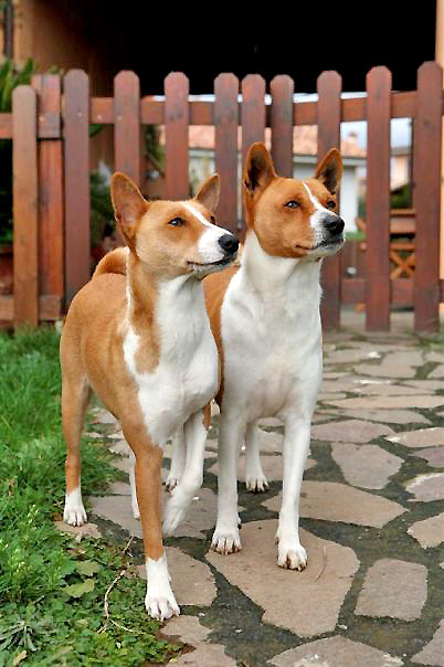 do basenjis shed