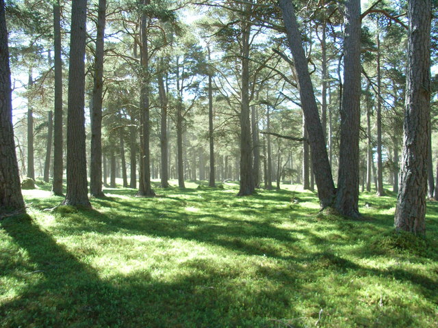 File:Balmoral Estate Ballochbuie Forest - geograph.org.uk - 1328163.jpg