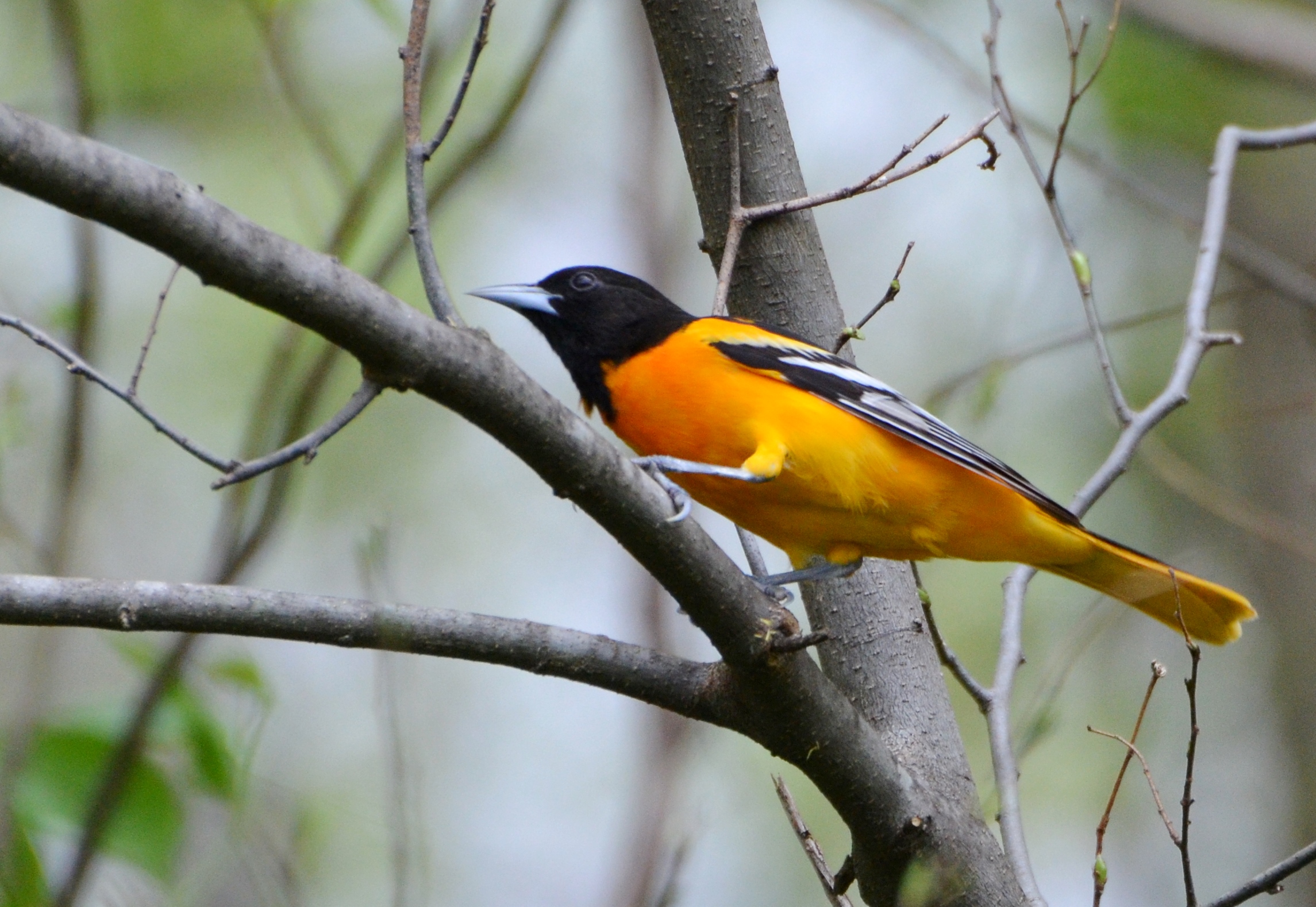 Sivga oriole