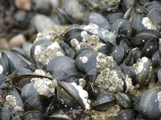 File:Barnacles on the mussels on the beach, Ramsgate West Cliff - geograph.org.uk - 1335703.jpg
