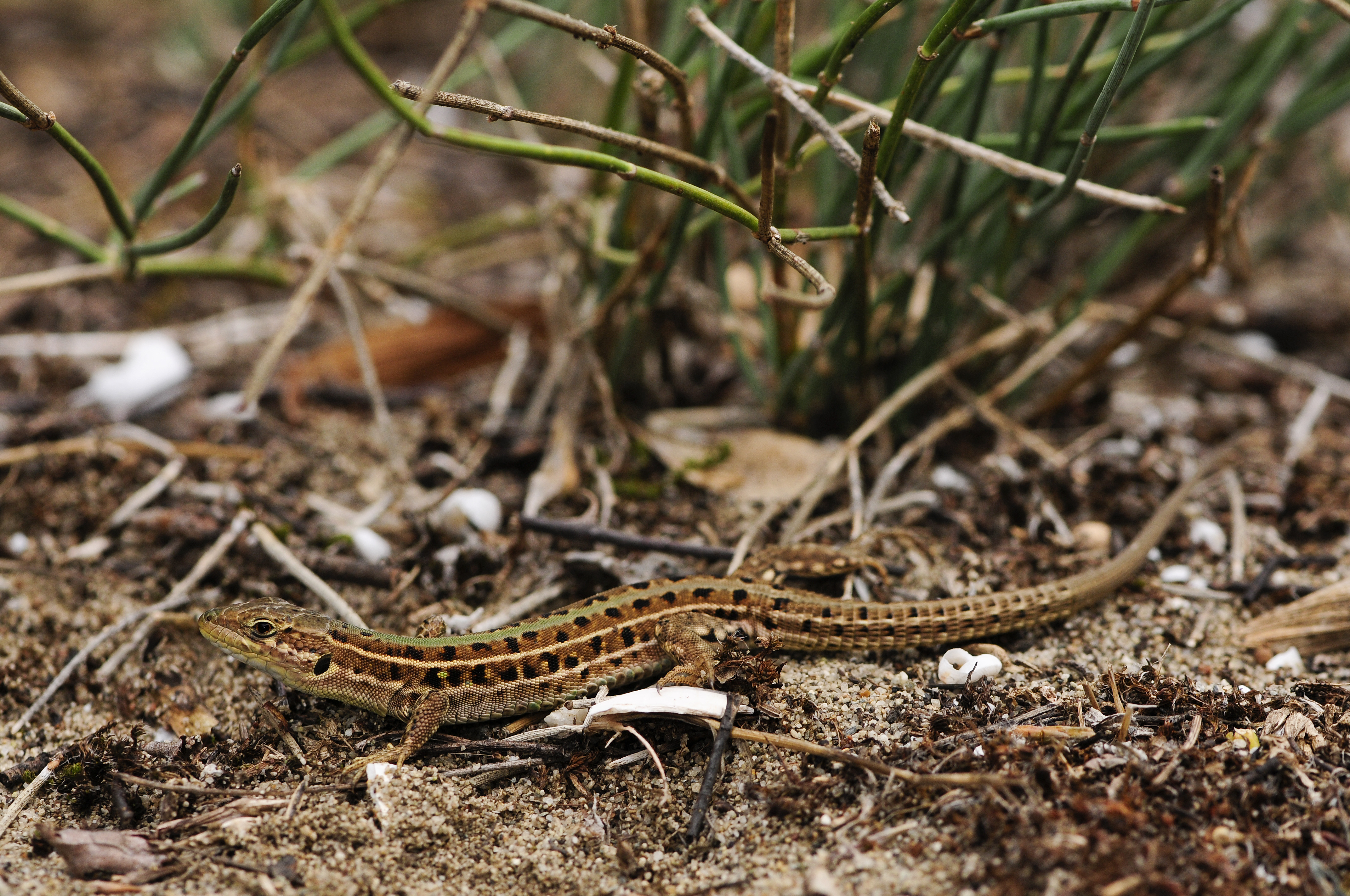 Italian wall lizard - Wikipedia