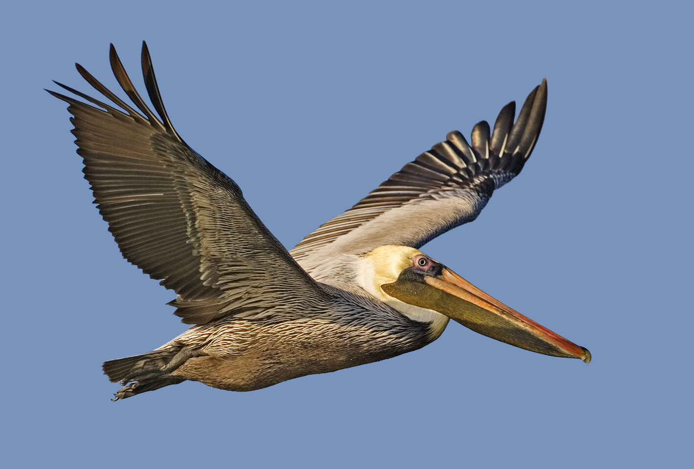 Pictures Of Brown Pelicans 86