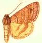 <i>Caenurgia adusta</i> Species of moth