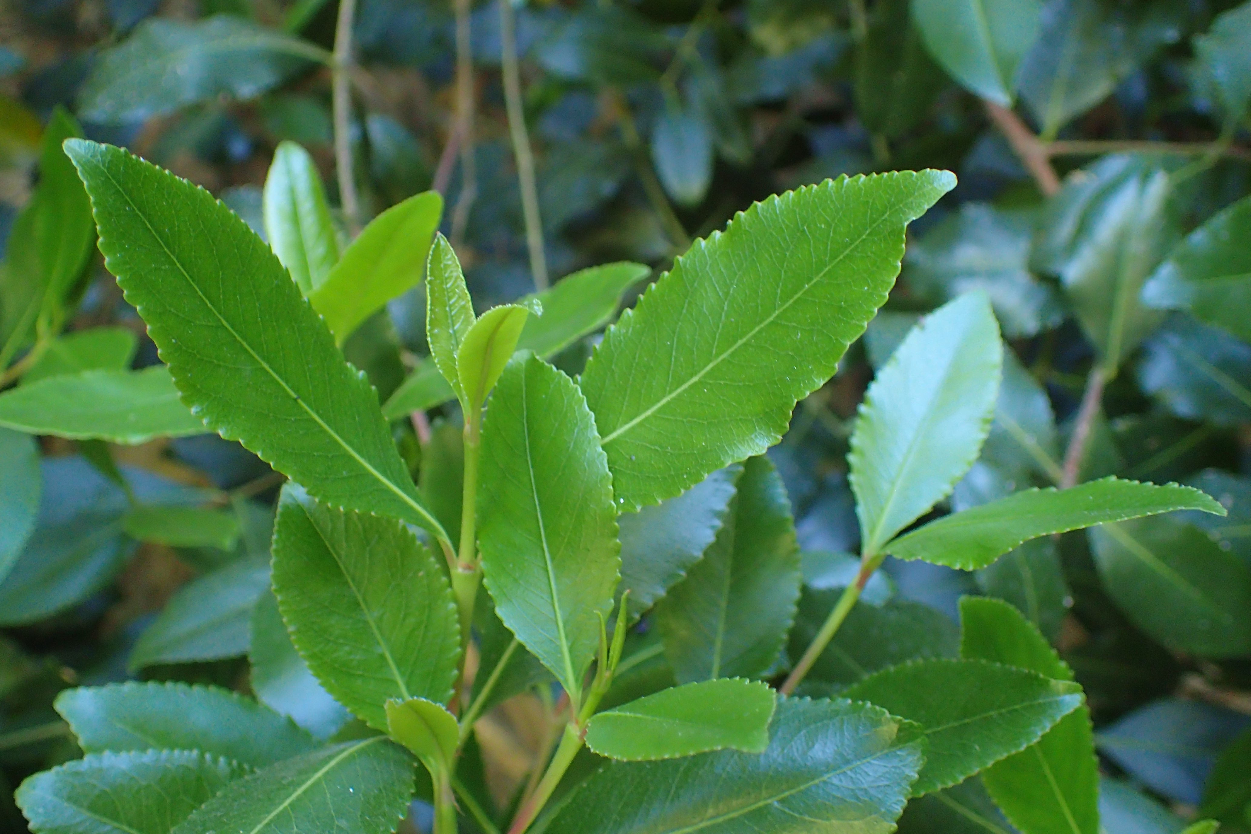 Кат растение вида catha edulis фото