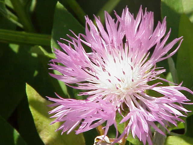 File:Centaurea pulcherrima0.jpg