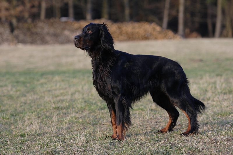 Should You Feed A Gordon Setter Puppy Supplements?