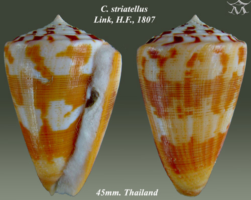 File:Conus striatellus 2.jpg