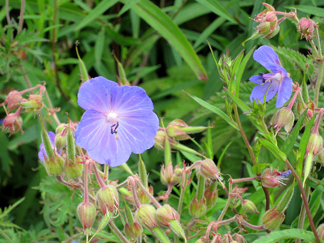 File:Cranesbill on the Fife coast - geograph.org.uk - 1982222.jpg