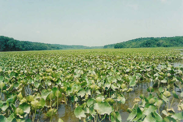 File:Crowsnestwaterlilies.JPG