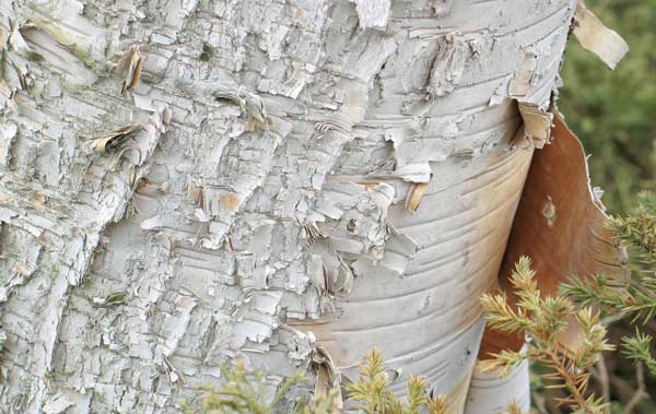 File:Curling bark of a paper birch.jpg