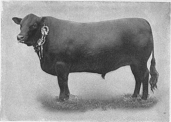 EB1911 Cattle - ABERDEEN-ANGUS BULL.jpg