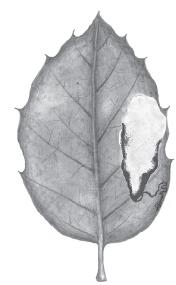 File:Ectoedemia hendrikseni leafmine.JPG