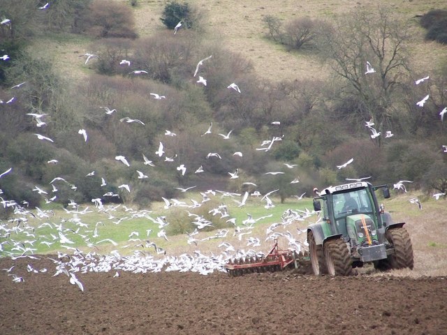 File:Feeding Frenzy, Faulston Farm - geograph.org.uk - 702677.jpg