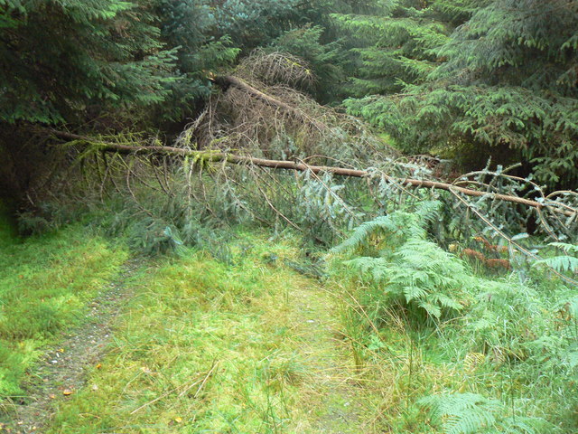 File:Forest Track above Ardentinny - geograph.org.uk - 581524.jpg