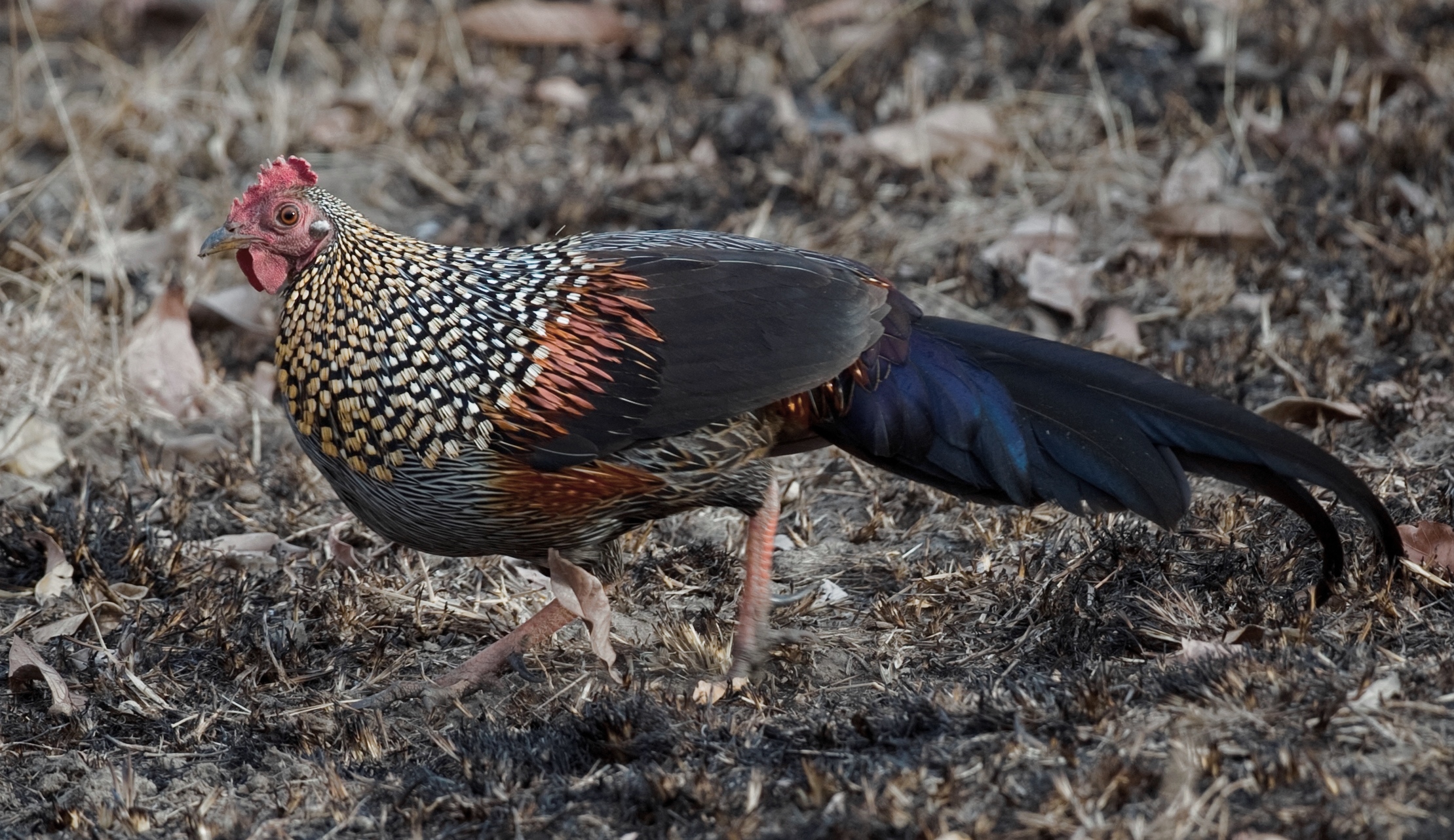 grey jungle fowl