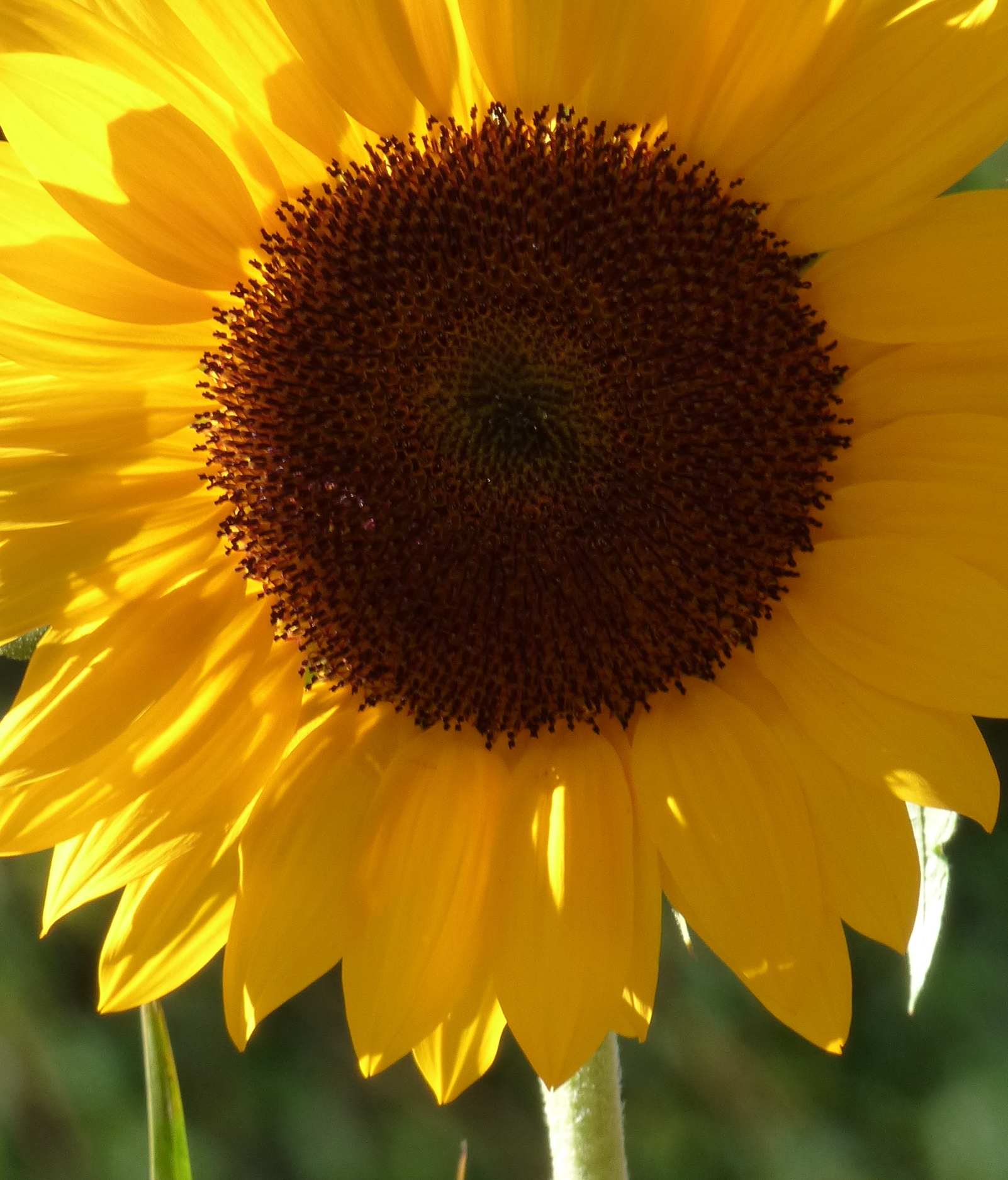 File:Girasol (Helianthus annuus) (14550743508).jpg - Wikimedia Commons