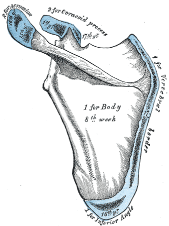 Figure 5 : Plan of ossification of the scapula. From seven centers.