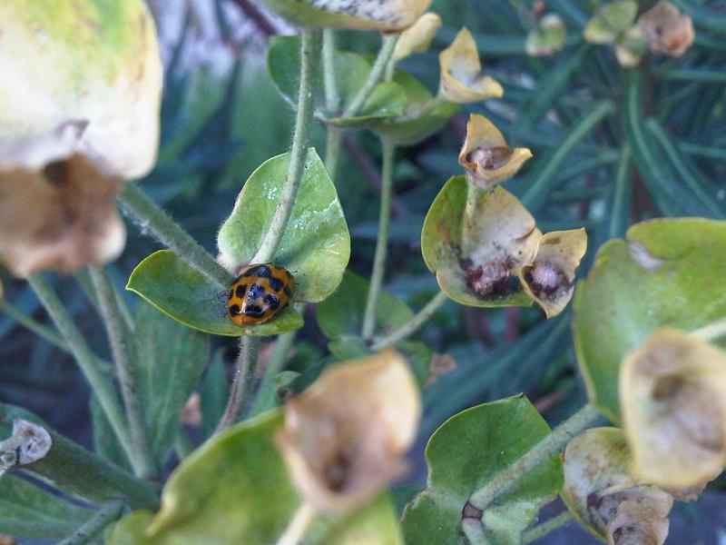 File:Harmonia axyridis L21.jpg