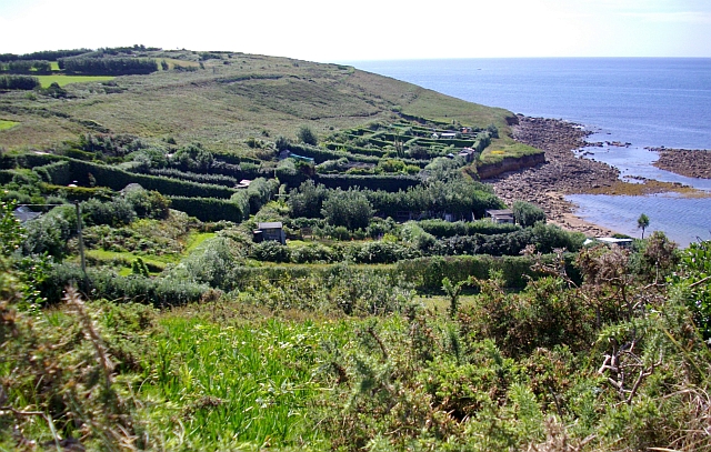 File:Hedged Allotments, Porthcressa, St. Mary's - geograph.org.uk - 933815.jpg