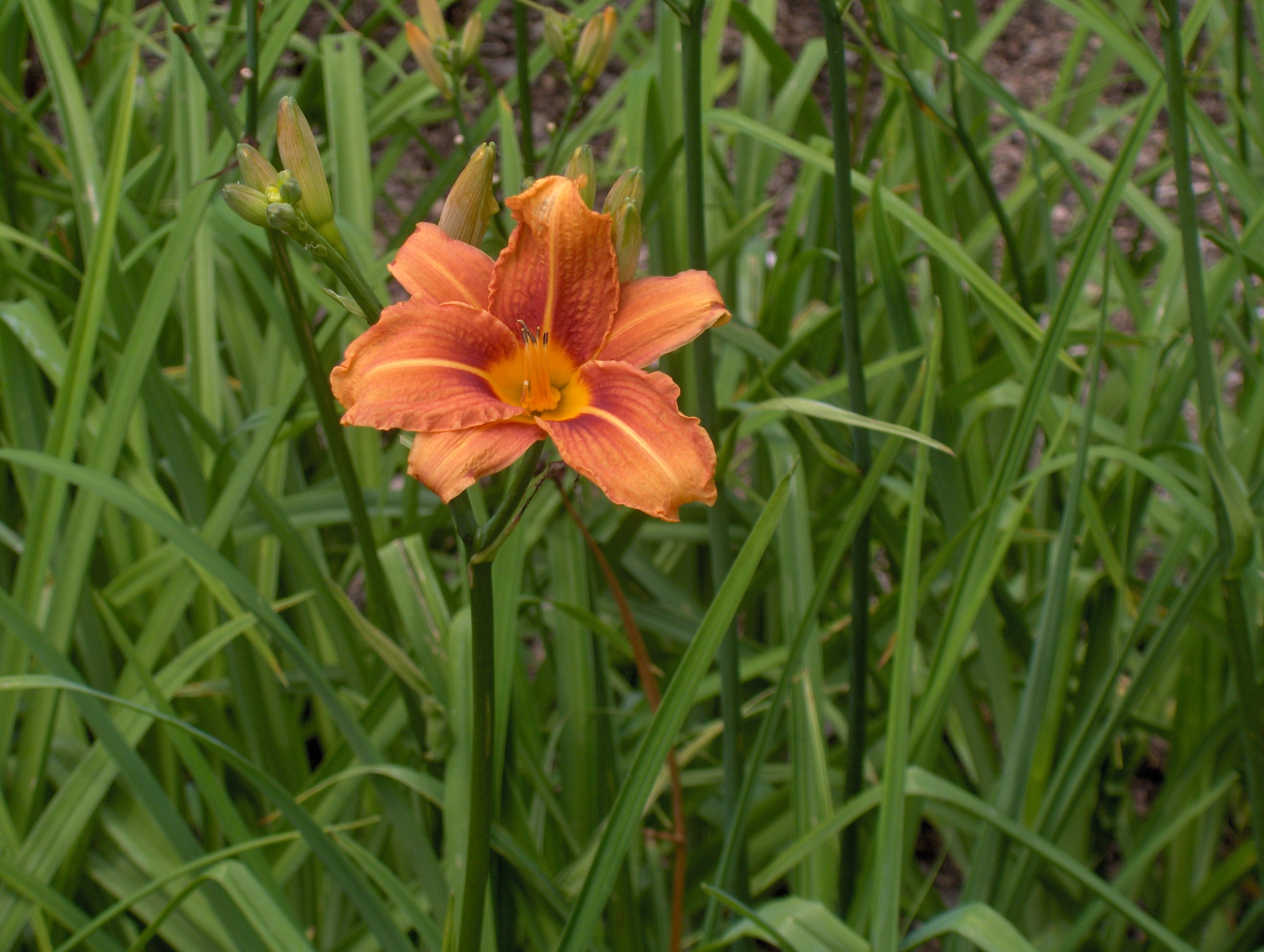 Хемерокалис цветок фото и описание выращивание. Лилейник Хеликс. Hemerocallis fulva. Hemerocallis fulva (l.) l.. Hemerocallis hakuunensis.