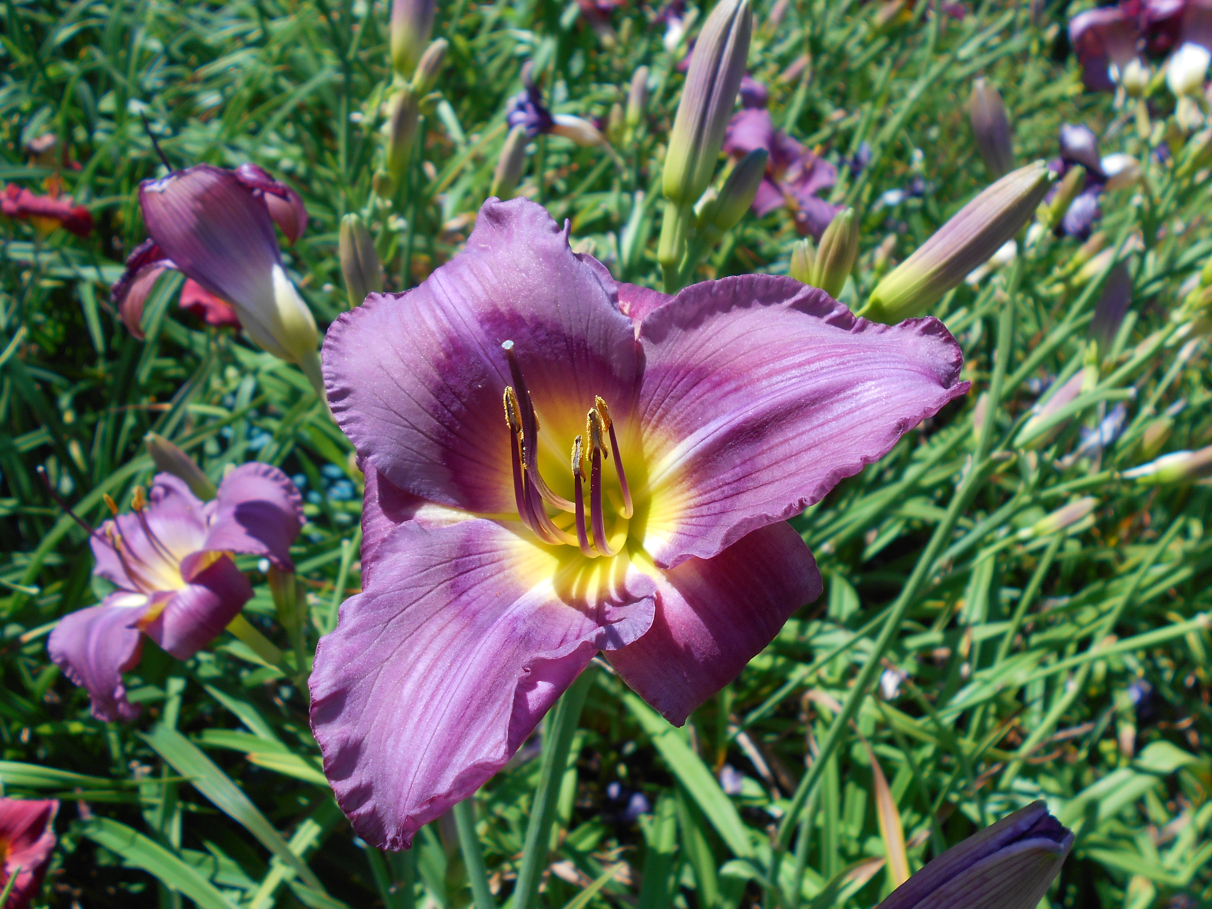 Хемерокалис цветок фото и описание выращивание. Hemerocallis Midnight Magic. Hemerocallis 'Margaret Perry'. Hemerocallis hakuunensis. Hemerocallis Bonanza.