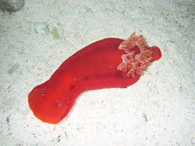 File:Hexabranchus sanguineus mem.jpg