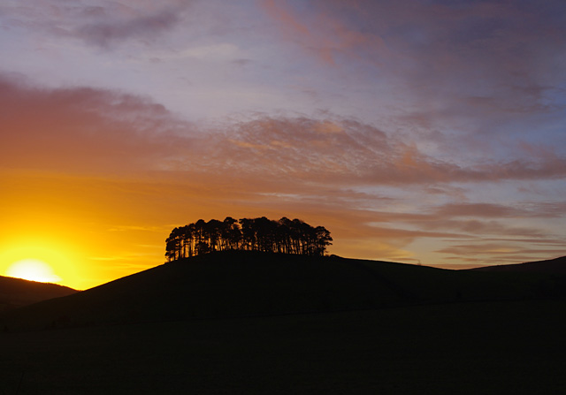 File:Hill Plantation, Rosedale - geograph.org.uk - 4763734.jpg