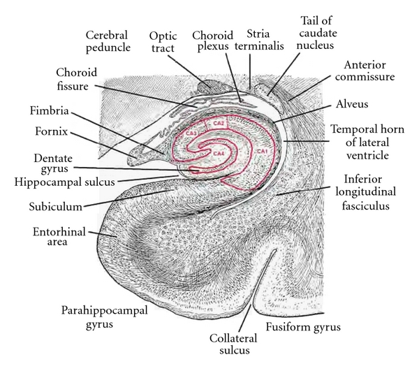 File:Hippocampus coronal section176157.fig.004.jpg
