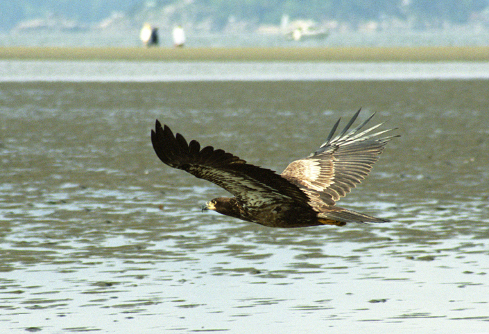 File:Juvebaldeagle-6may91.jpg