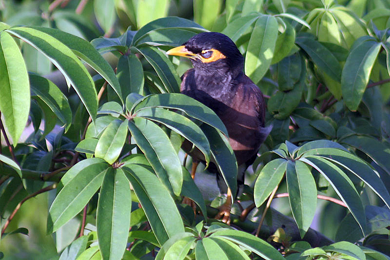 File:Kapok leaves I IMG 5949.jpg