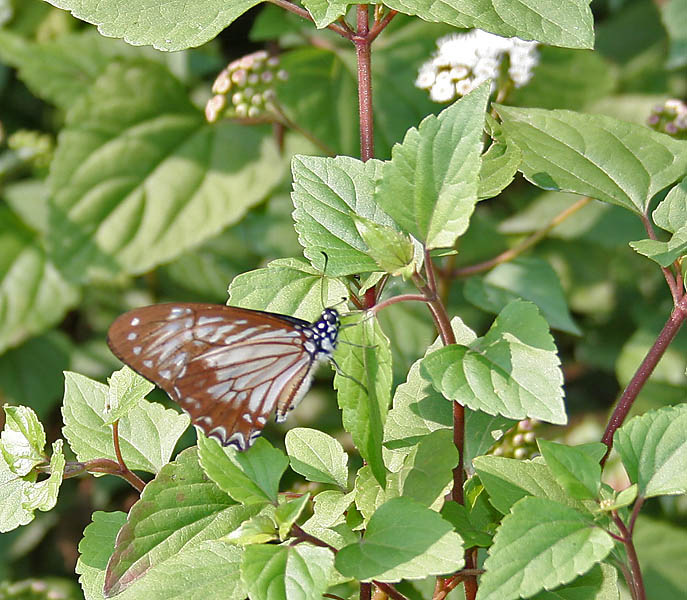 File:Lesser Zebra (Pathysa macarens) at Samsing, Duars, West Bengal W IMG 6370.jpg