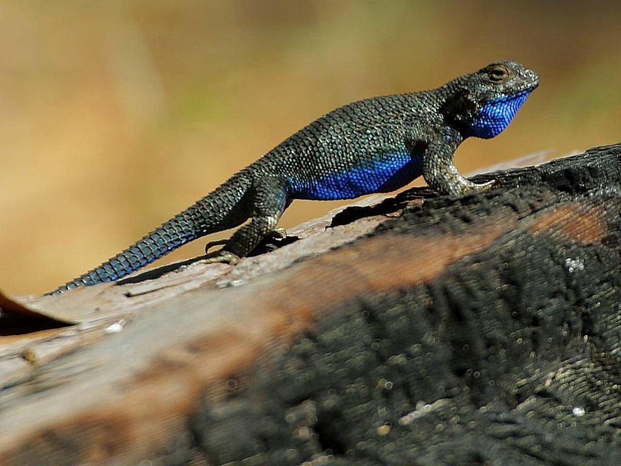 blue belly lizard eggs