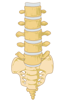 File:Supine position.gif - Wikimedia Commons