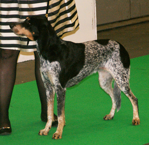 File:Lucerne Hound.jpg