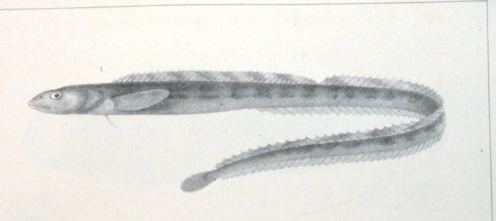 File:Lumpenus lampretaeformis.jpg