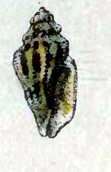 Macteola Interrupta 001.jpg