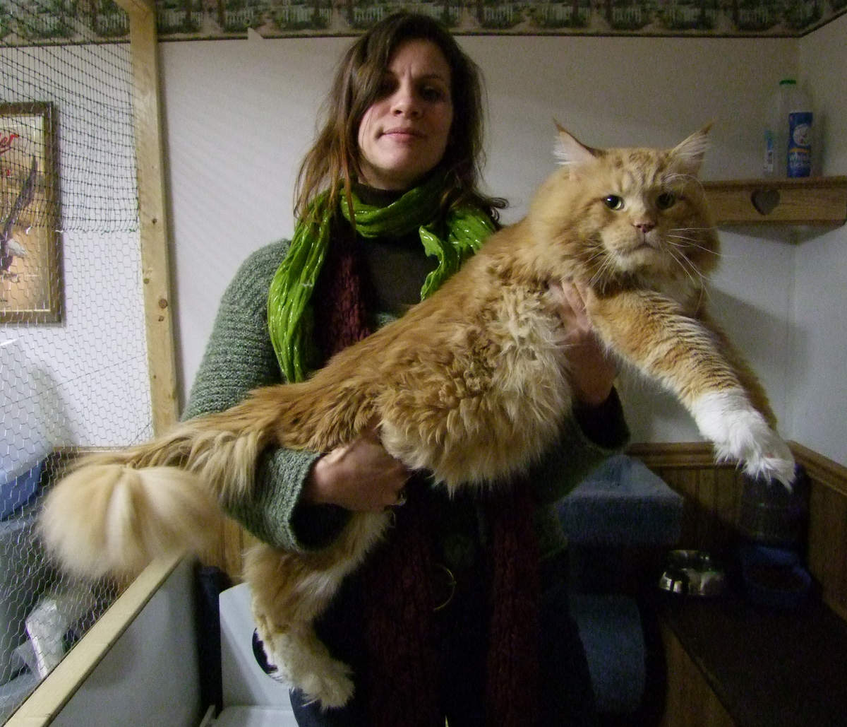 maine coon tabby white