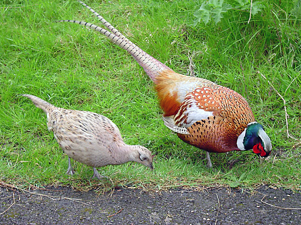 [Image: Male_and_female_pheasant.jpg]