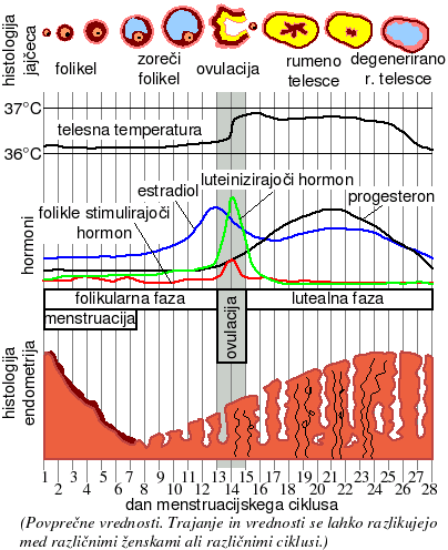 File:MenstrualCycle-sl.png