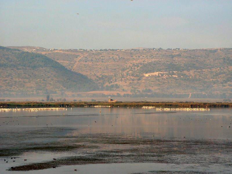 File:Migrating Birds at the Hula Wetlands5.jpg