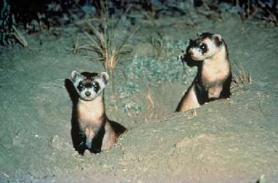 Zwartvoetbunzing (Mustela nigripes)