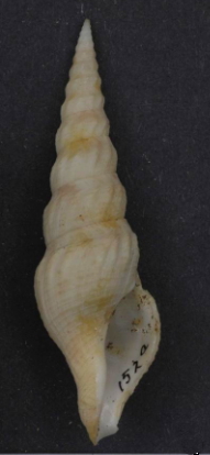 <i>Naudedrillia praetermissa</i> Species of gastropod