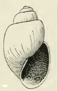 <i>Odostomia cassandra</i> Species of gastropod