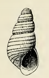 <i>Odostomia farma</i> species of mollusc