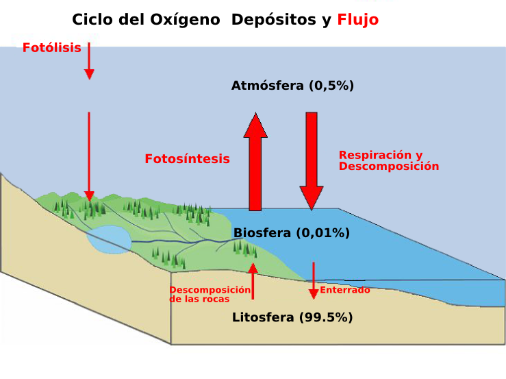 File:Oxygen cycle-es.png