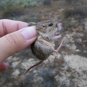 a Pacific Pocket Mouse held by a person