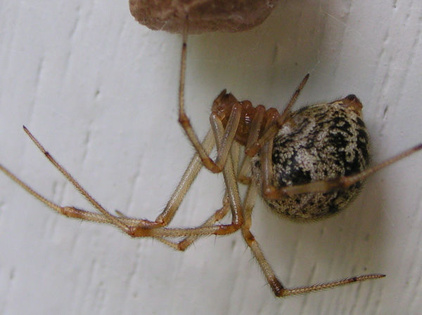 File:Parasteatoda tepidariorum.jpg